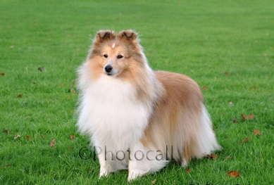 blonde sheltie