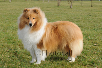 blonde sheltie