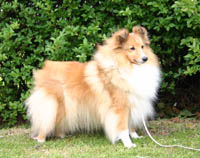 blonde sheltie