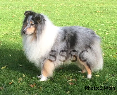 fearnach shelties