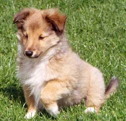 shetland sheepdog for sale